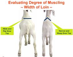 two white horses with different markings on their back legs and the words evaluating degree of muscuing width of loin