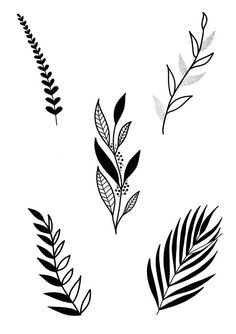 four different types of leaves on a white background