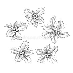 black and white holly leaves with berries royalty illustration