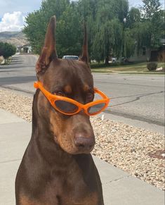 a brown dog wearing orange sunglasses on top of it's head next to a sidewalk