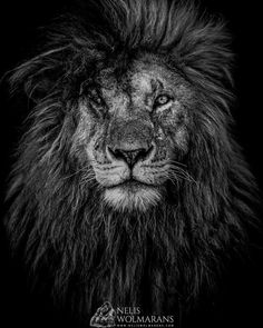 a black and white photo of a lion's face with the words, king of beasts