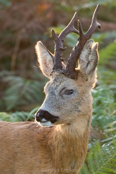 a close up of a deer with antlers on it's head