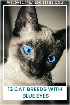 a siamese cat with blue eyes and the caption 12 cat breeds with blue eyes