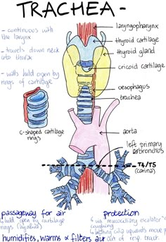 a diagram of the structure of a trachea