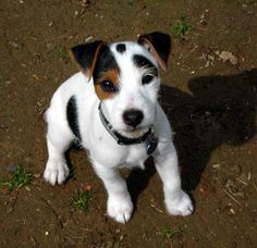 a small white and brown dog standing on top of a dirt field