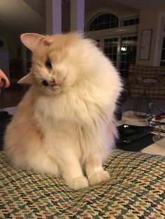 a fluffy white cat sitting on top of a table