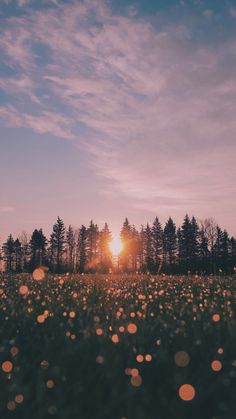 the sun is setting over a field full of wildflowers in front of some trees