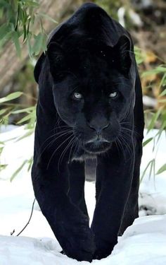 a black panther is walking through the snow