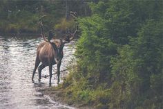 an antelope is wading in the water near some trees