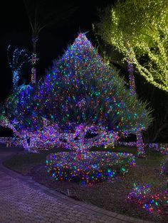 christmas lights on trees and bushes in a park