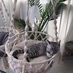 a cat is sleeping in a hammock chair