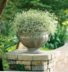 a large potted plant sitting on top of a stone wall next to a tree