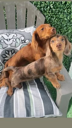 Baby Dachshund, Long Haired Dachshund, Puppies Cute, Really Cute Dogs, Dream Dog