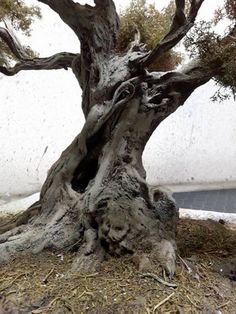 an old tree that is sitting in the dirt