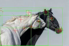 two horses are shown with their heads in the same square and numbers on each side