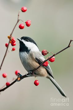 a small bird sitting on top of a tree branch with red berries hanging from it's branches