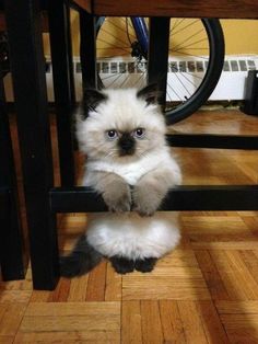 a small white and black cat sitting on top of a wooden floor next to a table