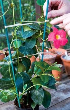 a potted plant with green stems and pink flower in it, being held up by someone's hand