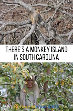 there's a monkey island in south carolina, and the monkeys are on the tree