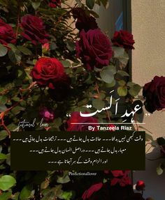 some red roses are in front of a white wall with an arabic quote on it