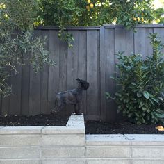 a small dog standing on top of a cement block in front of a wooden fence