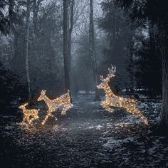 two reindeers in the woods with christmas lights