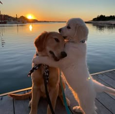 two dogs sitting on a dock with the sun setting in the background and water behind them