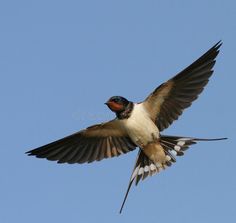 a bird flying through the air with its wings spread