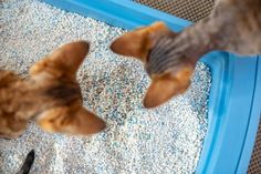 two cats are playing with each other on the floor in front of a cat toy