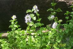 some white flowers and green leaves in the grass