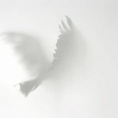 a bird flying in the air with its wings spread out and it's shadow