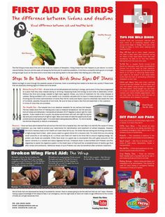 the first aid for birds is shown in this brochure, with instructions on how to