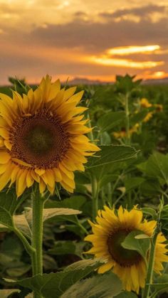 the sunflowers are blooming in the field as the sky is setting behind them