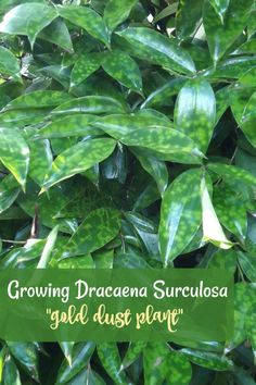 green leaves with the words growing dracaena surculosa gel just play