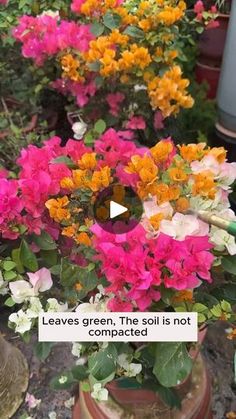 flowers in pots with the caption leaves green, the soil is not compacted