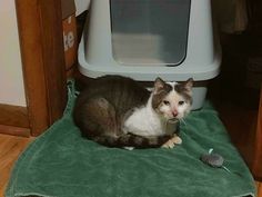 a cat sitting on top of a green blanket