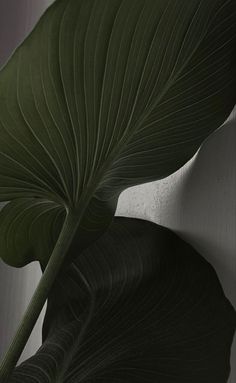 a large green leaf sitting on the side of a wall next to a white wall