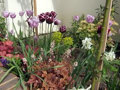 purple and white flowers are growing in the garden