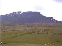 there are many sheep grazing on the grass in front of a mountain with snow on it