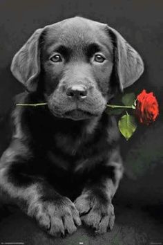 a black dog with a red rose in its mouth