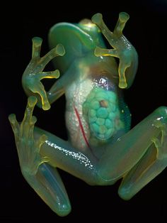 a green frog sitting on top of a black surface