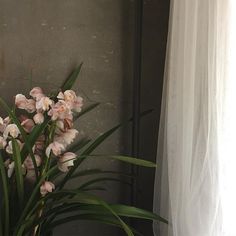 pink flowers are in a vase next to a window with white drapes on the windowsill