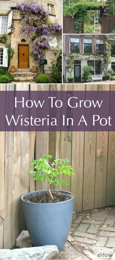 several pictures with the words how to grow a wisteria pot