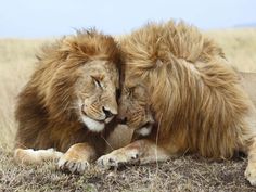 two lions laying down in the grass with their heads touching each other's eyes