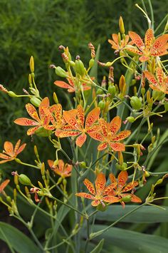 the orange flowers are blooming in the garden