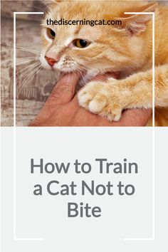 a cat is being petted by someone's hand with the caption how to train a cat not to bite