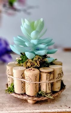 a bunch of wine corks with a succulent plant on top