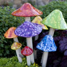 there are many different colored mushrooms in the garden