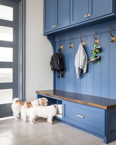 a small white dog standing in front of a blue bench with hooks on the wall