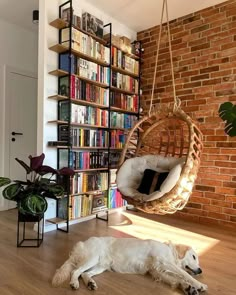 a dog laying on the floor in front of a bookshelf and hanging chair